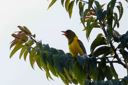 Green-headed Oriole (Oriolus chlorocephalus), photo 8