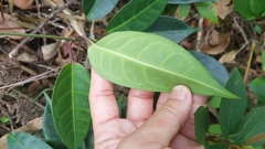 Cynanchum graphistemmatoides