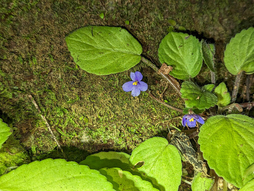 Streptocarpus ionanthus