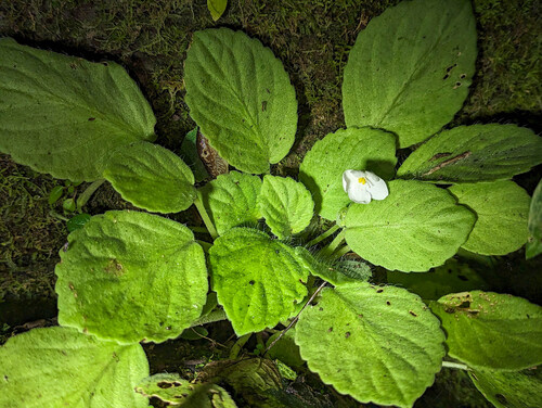Streptocarpus ionanthus