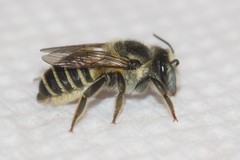 Megachile brevis