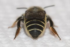 Megachile brevis