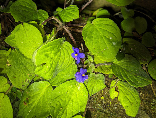 Streptocarpus ionanthus
