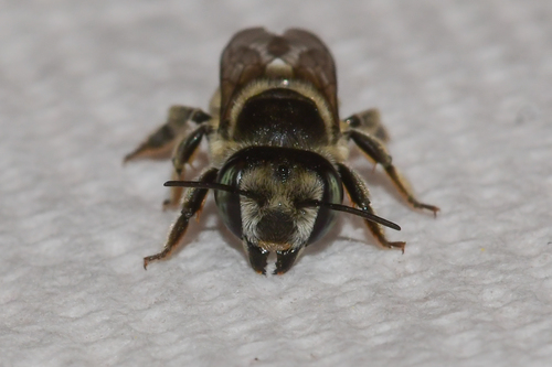 Leafcutter bee