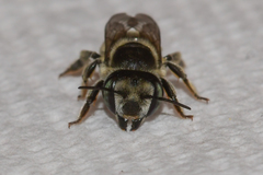 Megachile brevis