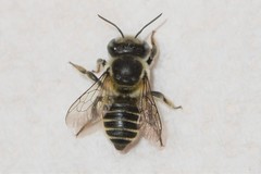 Megachile brevis