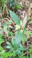 Cynanchum graphistemmatoides