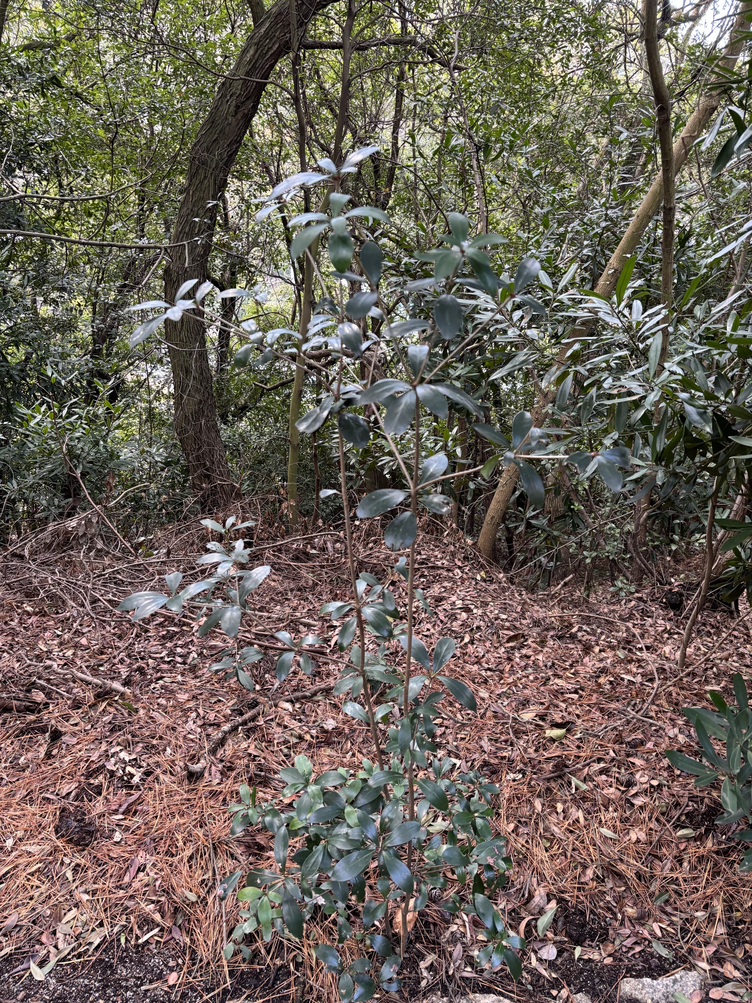 Imagem de Abricó-de-jardim