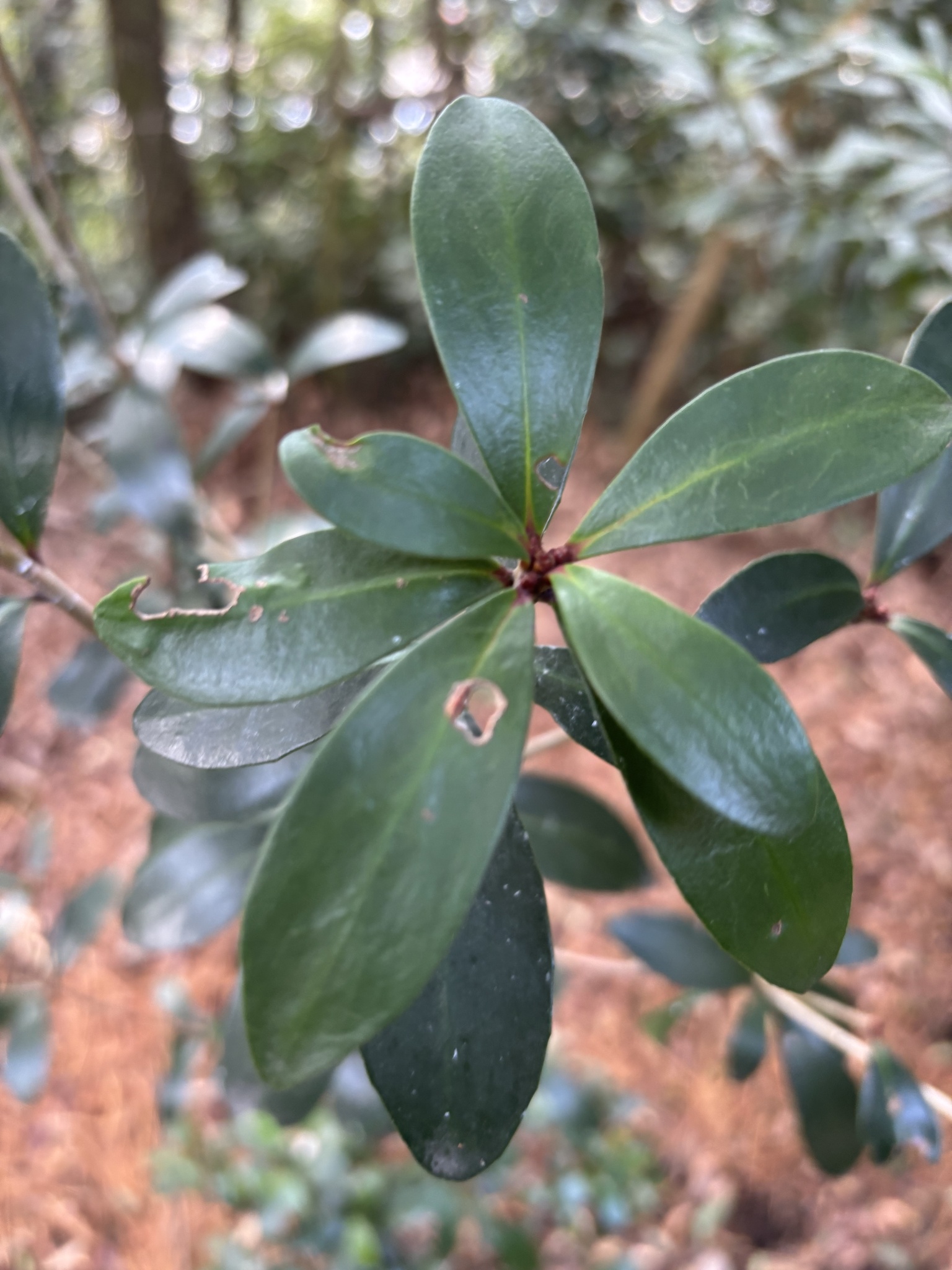 Imagem de Abricó-de-jardim