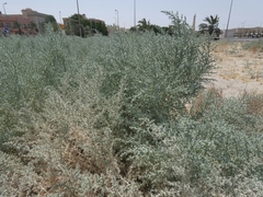 Cornulaca aucheri