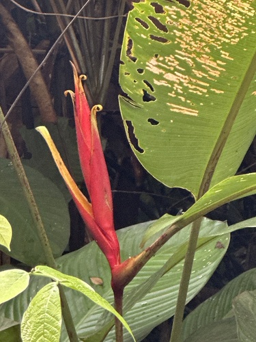 Heliconia spathocircinata (Heliconia spathocircinata)