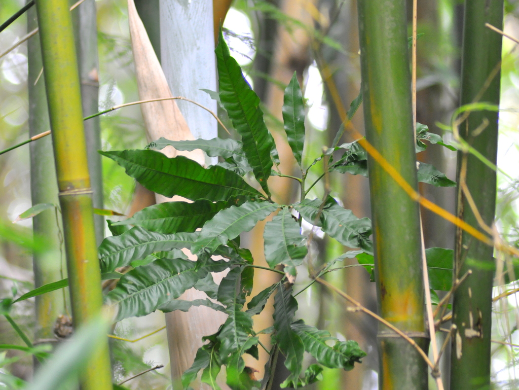 Trichilia claussenii; photograph (c) vinicius_s_domingues, some rights reserved (CC BY)