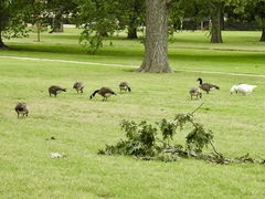 Branta canadensis