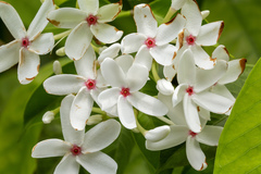 Kopsia singapurensis