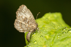 Logania marmorata damis