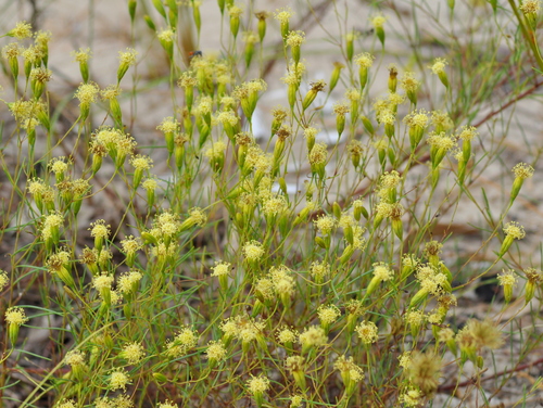 Image of Porophyllum Angustissimum (Porophyllum angustissimum) by (c) vinicius_s_domingues, some rights reserved (CC BY)