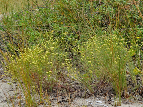 Image of Porophyllum Angustissimum (Porophyllum angustissimum) by (c) vinicius_s_domingues, some rights reserved (CC BY)