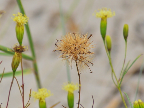 Image of Porophyllum Angustissimum (Porophyllum angustissimum) by (c) vinicius_s_domingues, some rights reserved (CC BY)