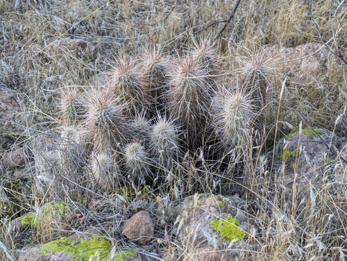Image of Echinocereus bonkerae by (c) Rachel Stringham, some rights reserved (CC BY)