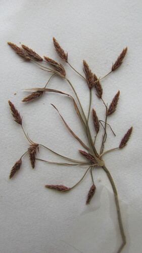 Fimbristylis autumnalis iNat (2)