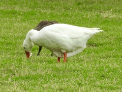 Anser anser domesticus