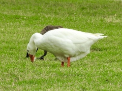 Anser anser domesticus