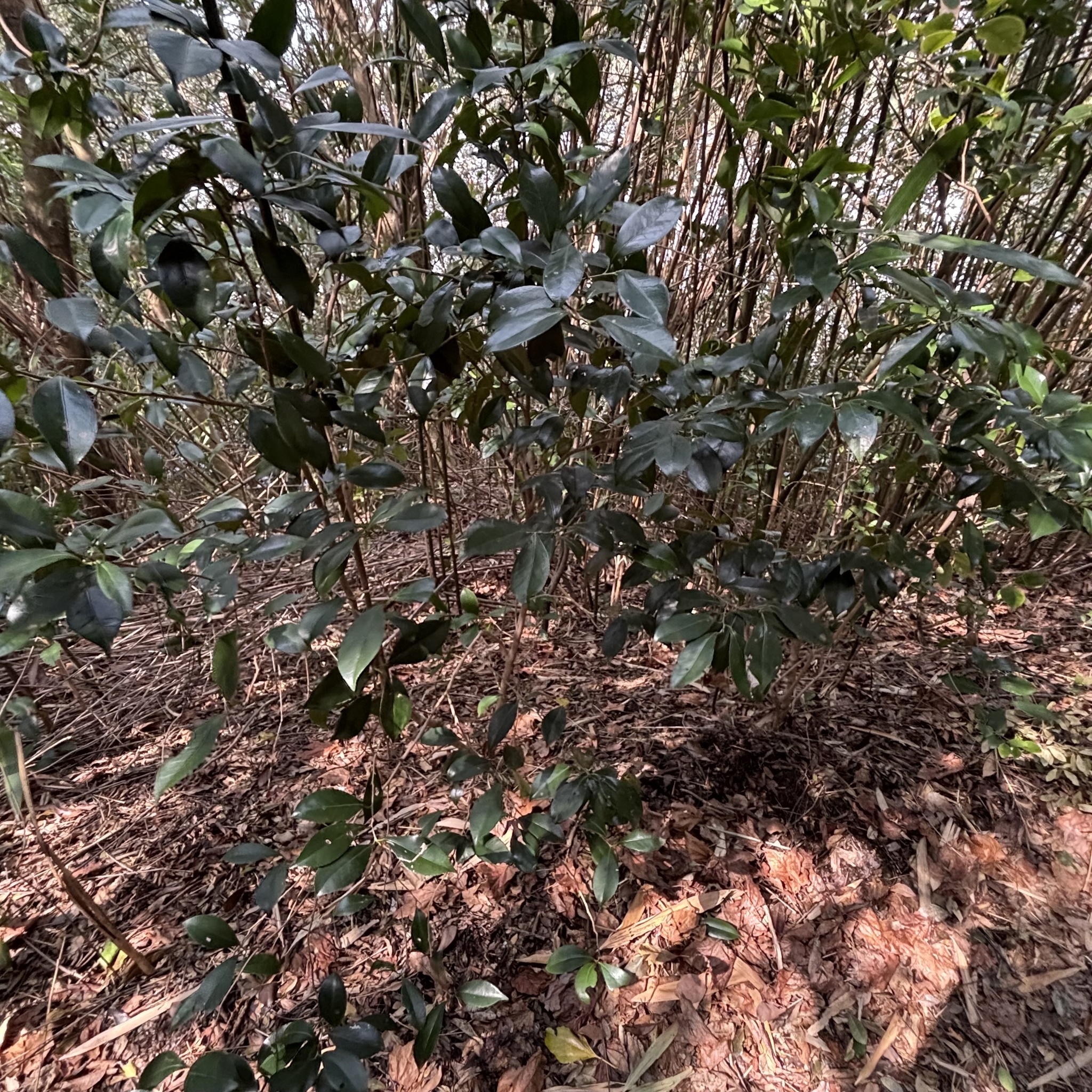 Imagem de Abricó-de-jardim