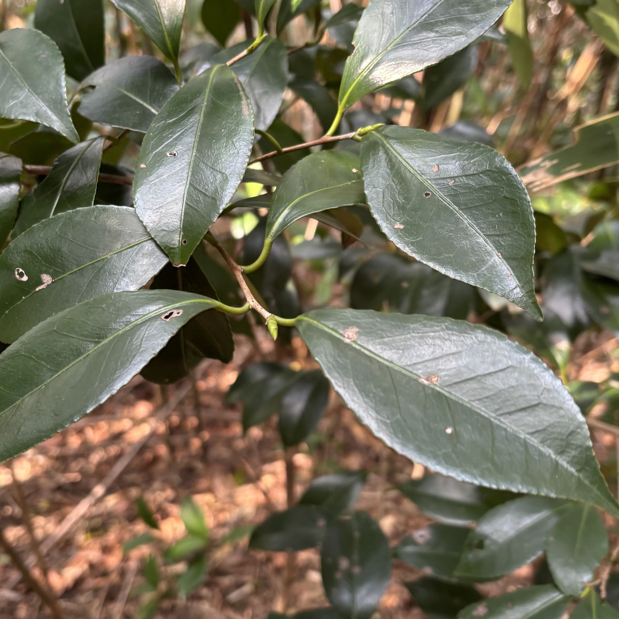 Imagem de Abricó-de-jardim