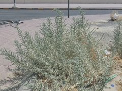 Cornulaca aucheri