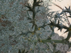 Cornulaca aucheri