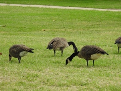 Branta canadensis