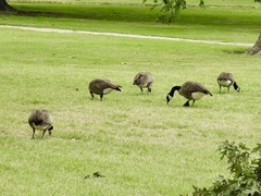 Branta canadensis