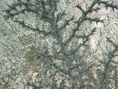 Cornulaca aucheri
