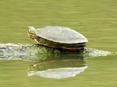 Chrysemys picta bellii