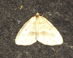 Macaria loricaria