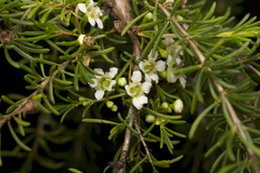 Chamelaucium uncinatum