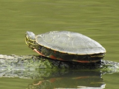 Chrysemys picta bellii