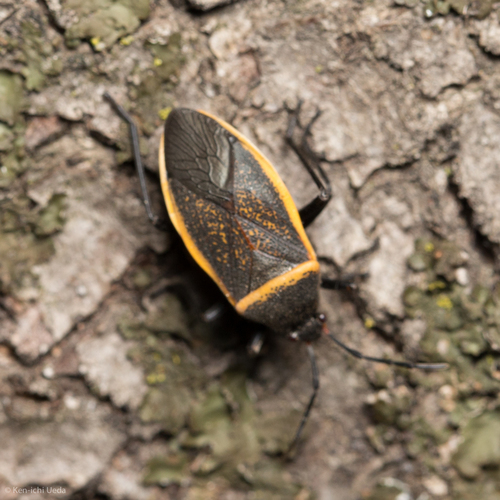 California Bordered Plant Bug photo 6