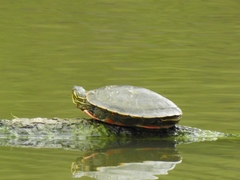 Chrysemys picta bellii