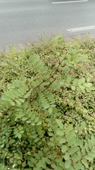 Robinia pseudoacacia