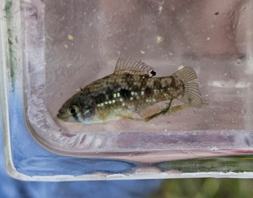 American Flagfish (Jordanella floridae) — Cyprinodontidae — 4