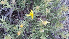 Ericameria suffruticosa