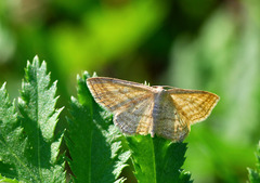 Scopula virgulata