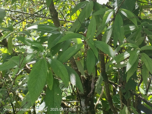 orange wild rhea (Debregeasia longifolia)
