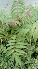 Ailanthus altissima