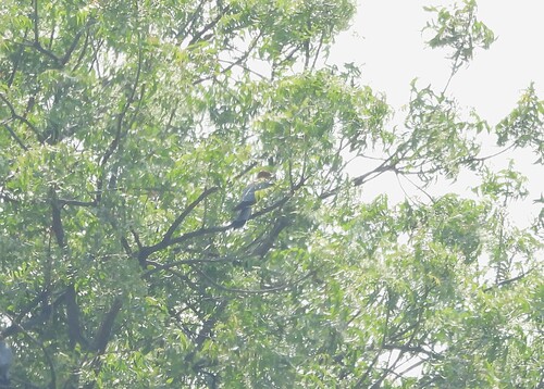 Red-necked Falcon