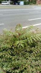Ailanthus altissima
