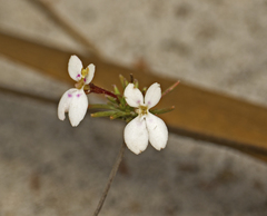 Stylidium repens