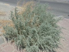 Cornulaca aucheri