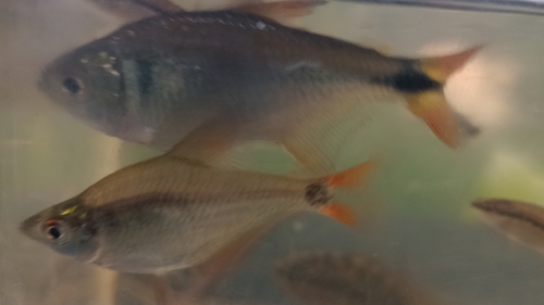 Southern tetra (Hyphessobrycon meridionalis) — Characidae — 4